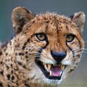 slides/IMG_2208.jpg wildlife, feline, big cat, cat, predator, fur, spot, cheetah, fang WBCW62 - Cheetah